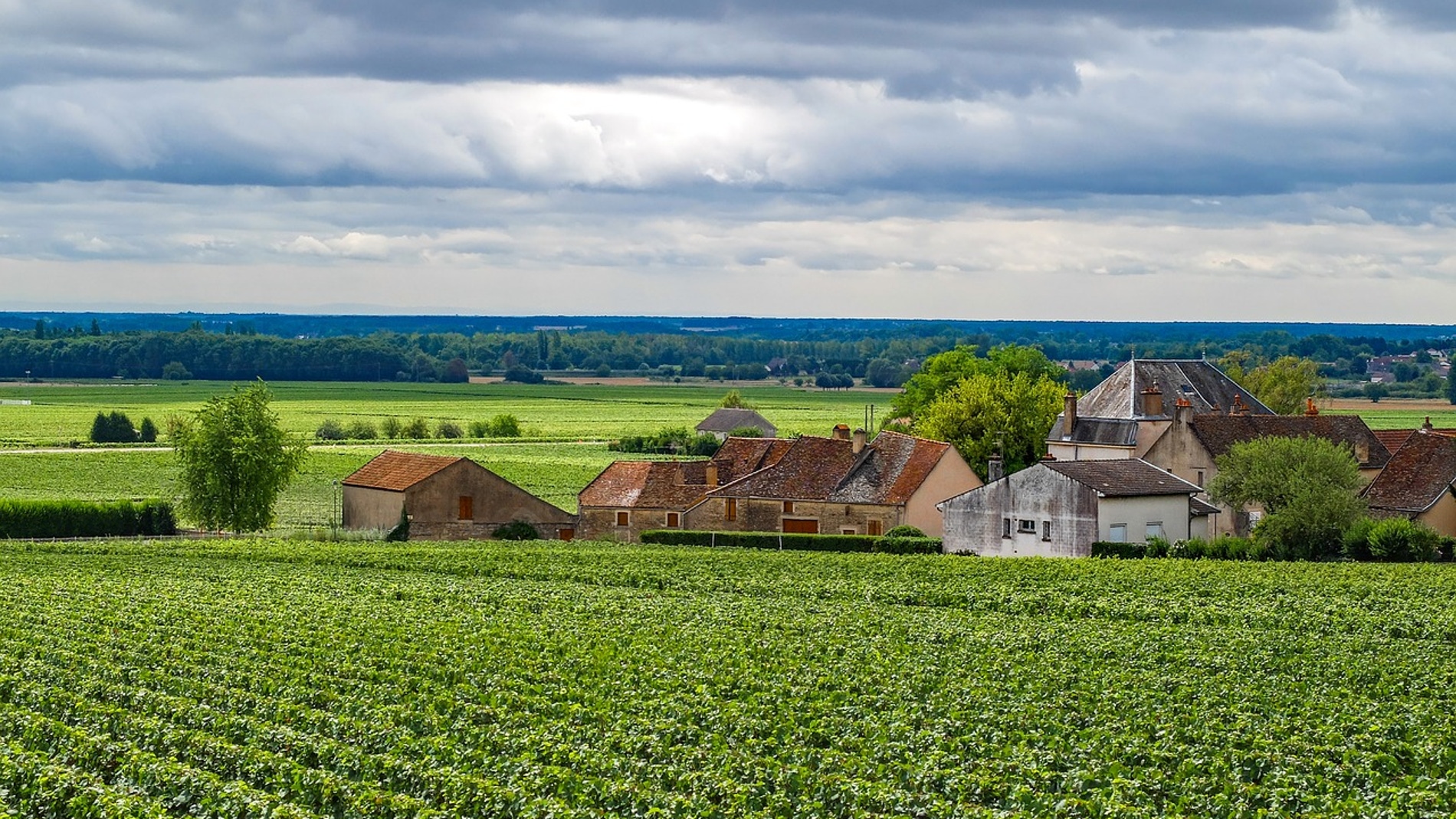 Historia de la uva el vino frances que bebes hoy es nieto de una vid cultivada hace siglos