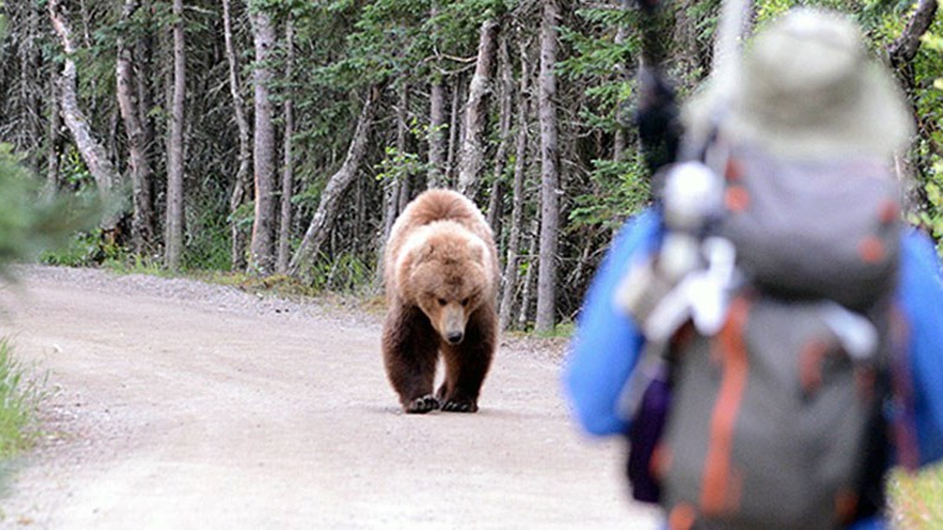 El oso pardo ataco 664 veces a personas entre 2000 y 2015