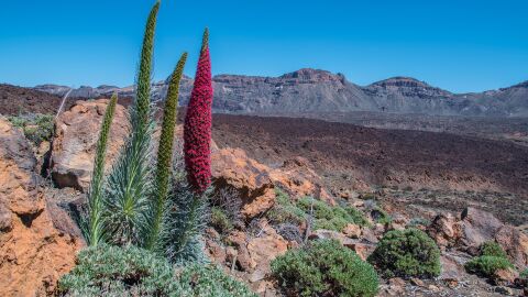 Parque Nacional del Teide, Tenerife