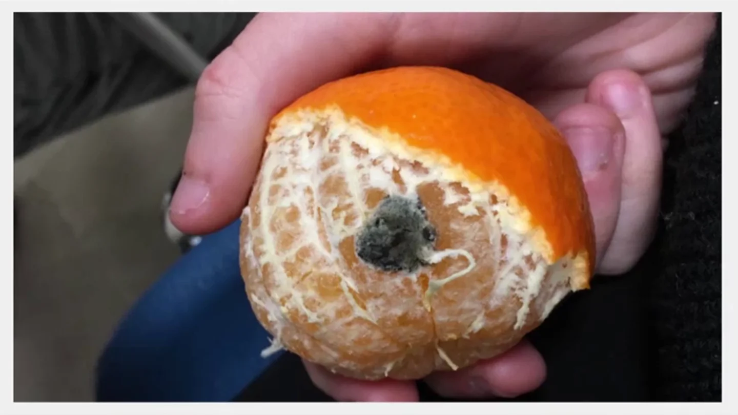 De fruta con moho a cubiertos "pegados por la mierda": las fotos que demuestran la mala calidad de la comida en las residencias universitarias De fruta con moho a cubiertos "pegados por la mierda": las fotos que demuestran la mala calidad de la comida en las residencias universitarias