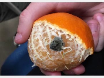 De fruta con moho a cubiertos "pegados por la mierda": las fotos que demuestran la mala calidad de la comida en las residencias universitarias De fruta con moho a cubiertos "pegados por la mierda": las fotos que demuestran la mala calidad de la comida en las residencias universitarias