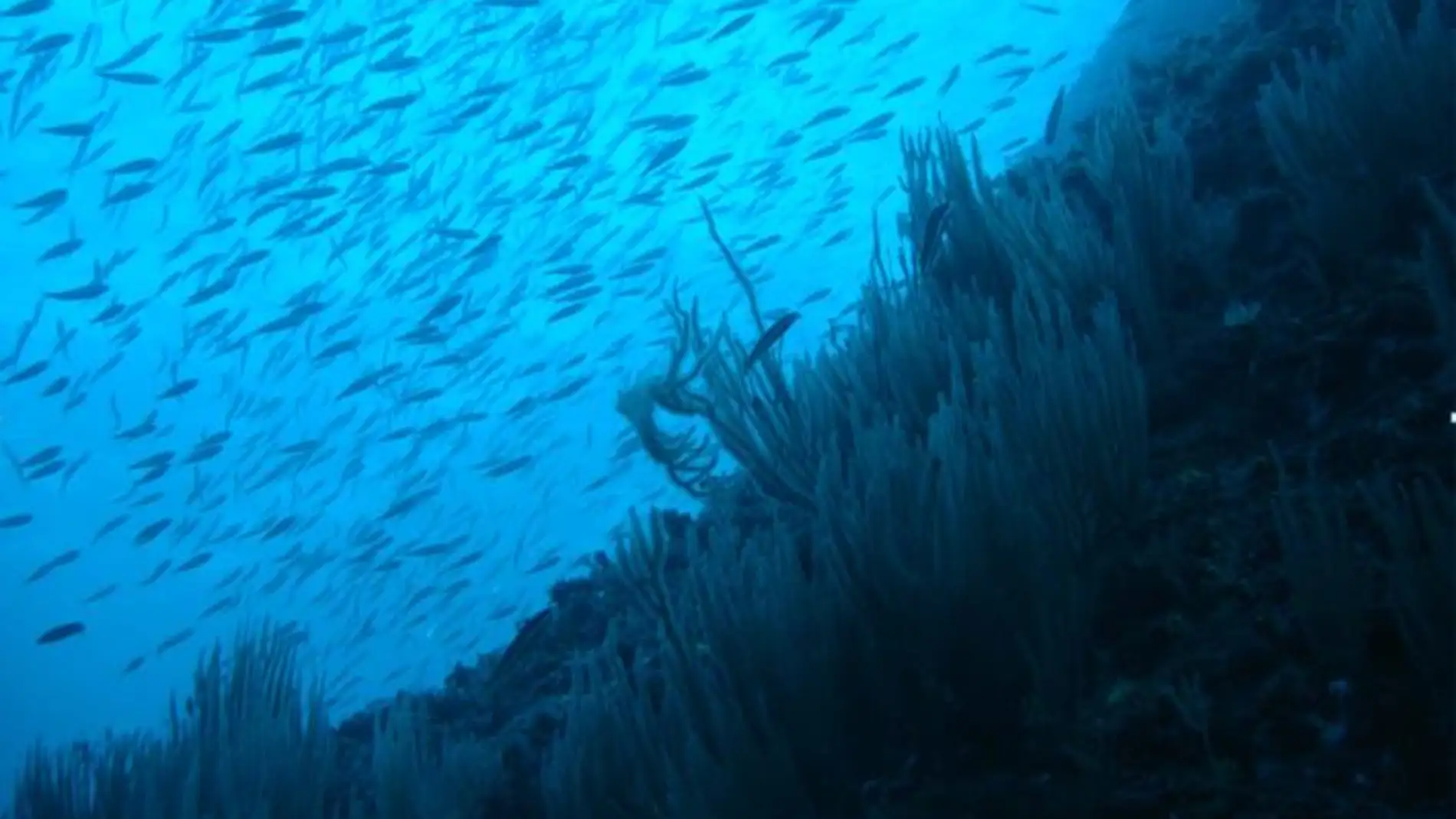 El 17 de la biomasa de especies marinas podria reducirse por el cambio climatico