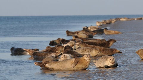 Mar de Waden 