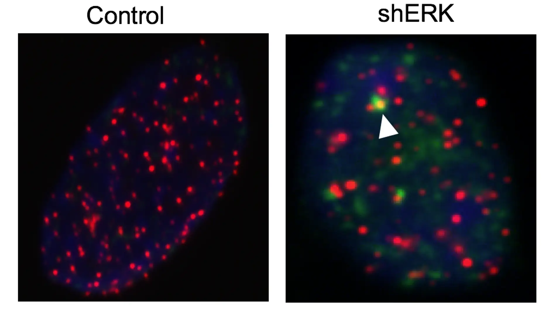 telómeros en fibroblastos embrionarios de ratón