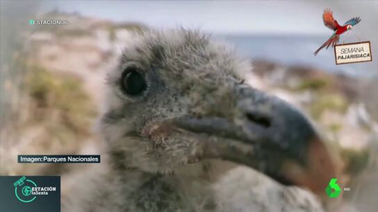 Polluelos 'cotillas' y rutas en familia: estas son las im&aacute;genes que nos encontramos por Espa&ntilde;a en la 'semana pajarisiaca'