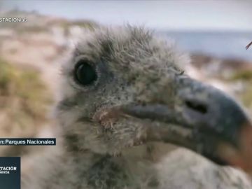 Polluelos 'cotillas' y rutas en familia: estas son las imágenes que nos encontramos por España en la 'semana pajarisiaca' Polluelos 'cotillas' y rutas en familia: estas son las imágenes que nos encontramos por España en la 'semana pajarisiaca'