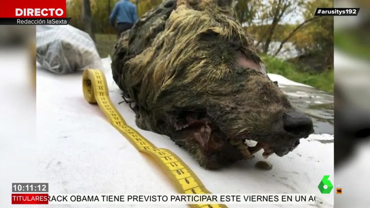 Encuentran la cabeza de un lobo gigante en Siberia de hace más de 40.000 años Encuentran la cabeza de un lobo gigante en Siberia de hace más de 40.000 años