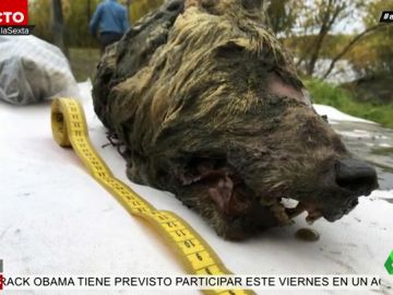 Encuentran la cabeza de un lobo gigante en Siberia de hace más de 40.000 años Encuentran la cabeza de un lobo gigante en Siberia de hace más de 40.000 años