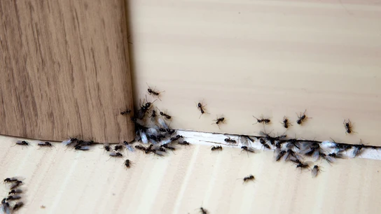 Hormigas Hormigas