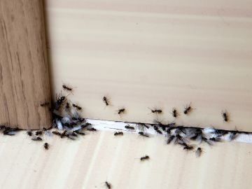 Hormigas Hormigas