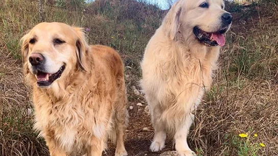 Los perros de Anna Simon Los perros de Anna Simon