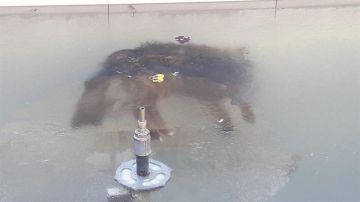 Un perro congelado en una fuente en Potosí (Bolivia)