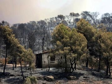 El incendio forestal arrasa varios términos municipales El incendio forestal arrasa varios términos municipales