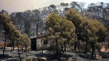 El incendio forestal arrasa varios términos municipales