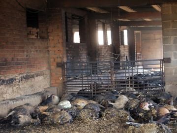 Animales abrasados en una granja de la Torre de l'Espanyol, Tarragona Animales abrasados en una granja de la Torre de l'Espanyol, Tarragona