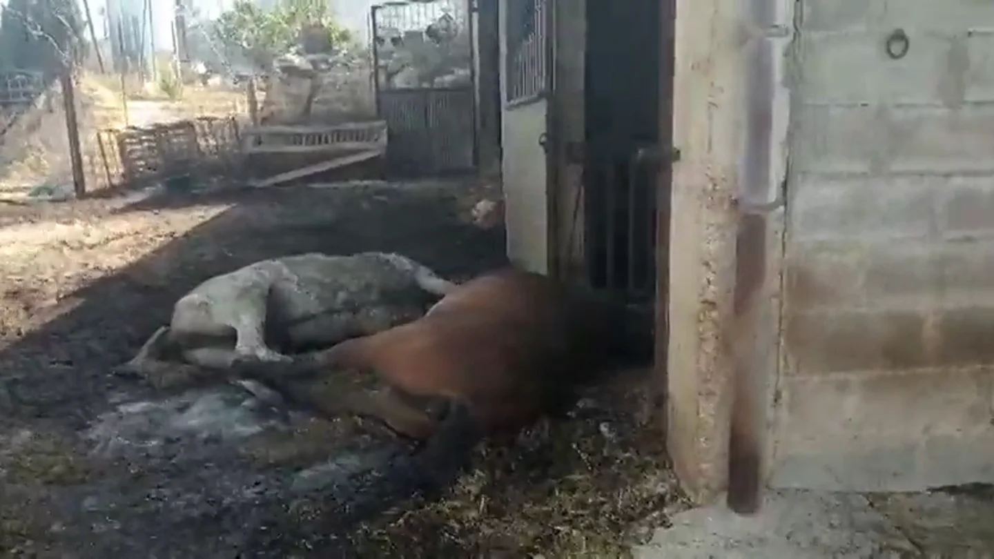 El estiercol acumulado en una granja de gallinas, posible causa del incendio forestal en Tarragona El estiercol acumulado en una granja de gallinas, posible causa del incendio forestal en Tarragona