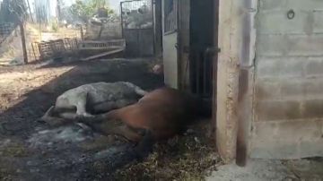 El estiercol acumulado en una granja de gallinas, posible causa del incendio forestal en Tarragona