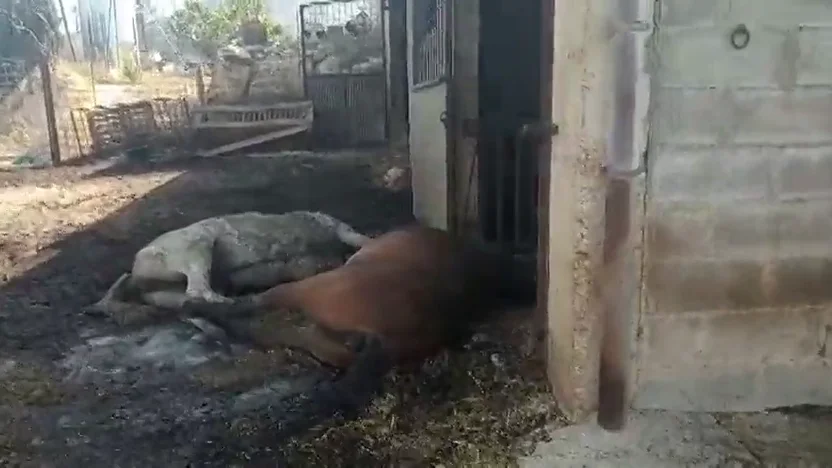 El estiercol acumulado en una granja de gallinas, posible causa del incendio forestal en Tarragona