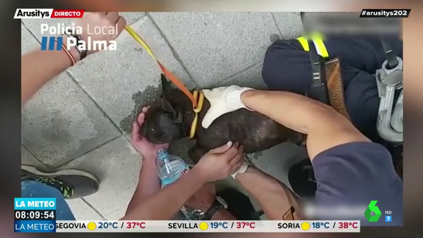 Impactantes imágenes: salvan la vida de un perro deshidratado en un balcón en Palma Impactantes imágenes: salvan la vida de un perro deshidratado en un balcón en Palma