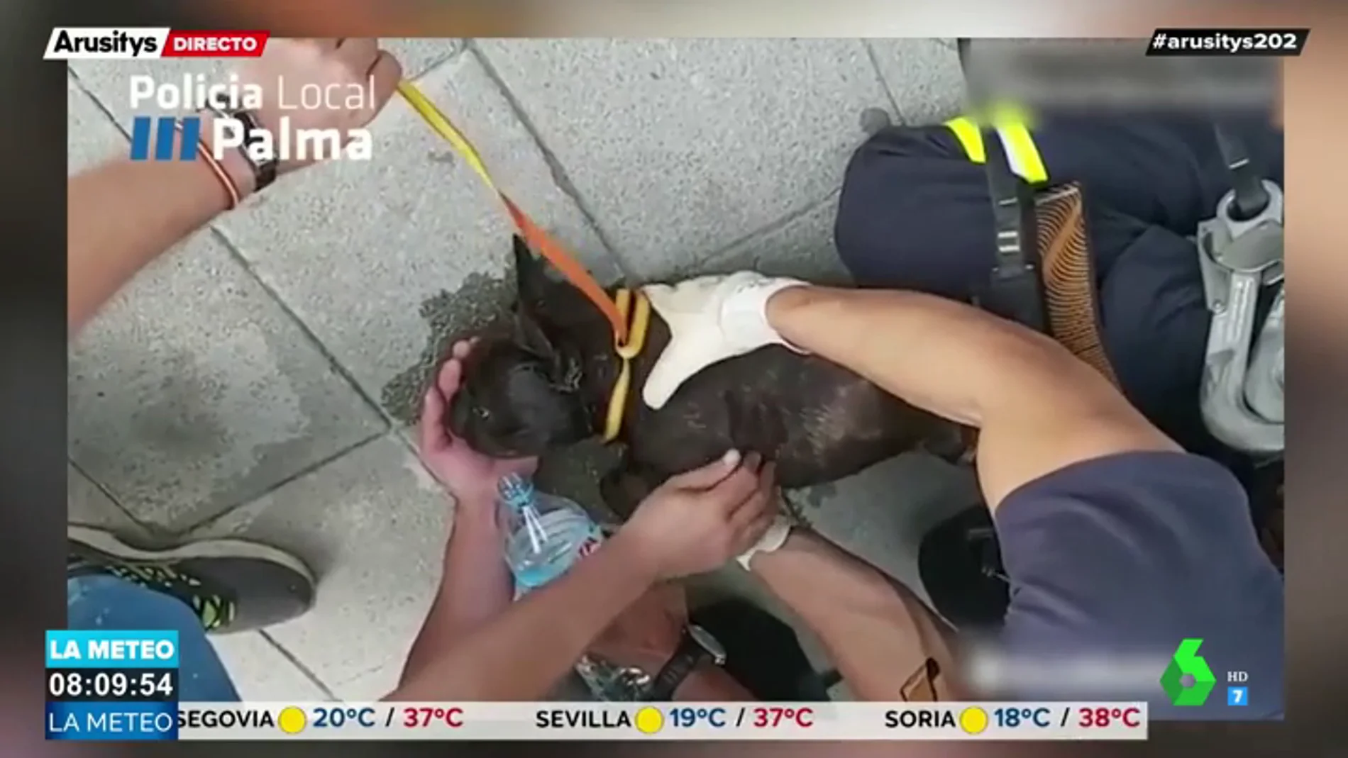 Impactantes imágenes: salvan la vida de un perro deshidratado en un balcón en Palma