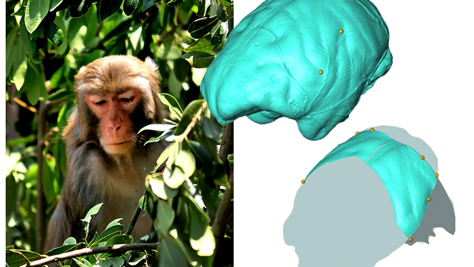 Analizan la anatomia parietal del cerebro de los monos del viejo mundo