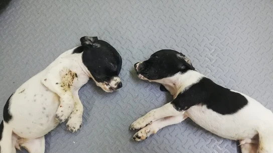 Los dos cachorros hallados en un contenedor en Llanes Los dos cachorros hallados en un contenedor en Llanes