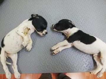 Los dos cachorros hallados en un contenedor en Llanes Los dos cachorros hallados en un contenedor en Llanes