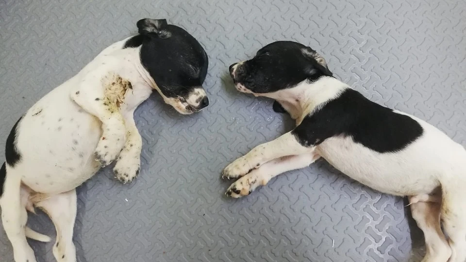 Los dos cachorros hallados en un contenedor en Llanes