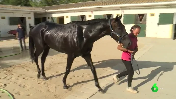 Un entrenador profesional de caballos de carreras