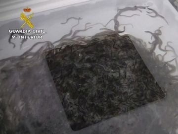 Tráfico ilegal de angulas interceptado por la Guardia Civil Tráfico ilegal de angulas interceptado por la Guardia Civil