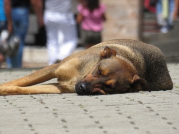Perro acostado en la calle Perro acostado en la calle