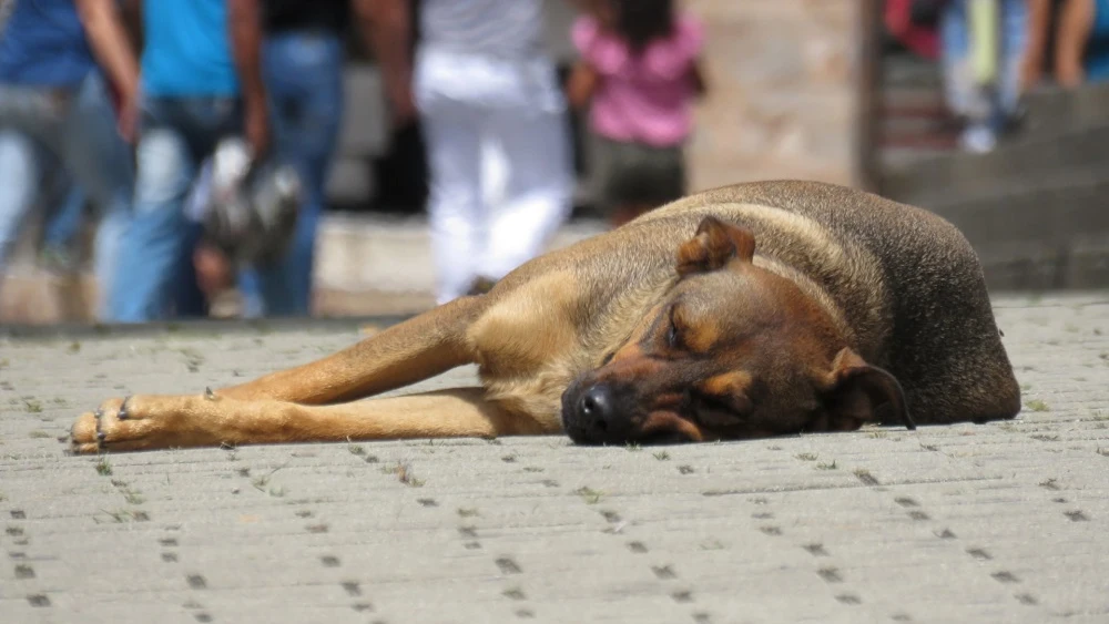 Perro acostado en la calle.