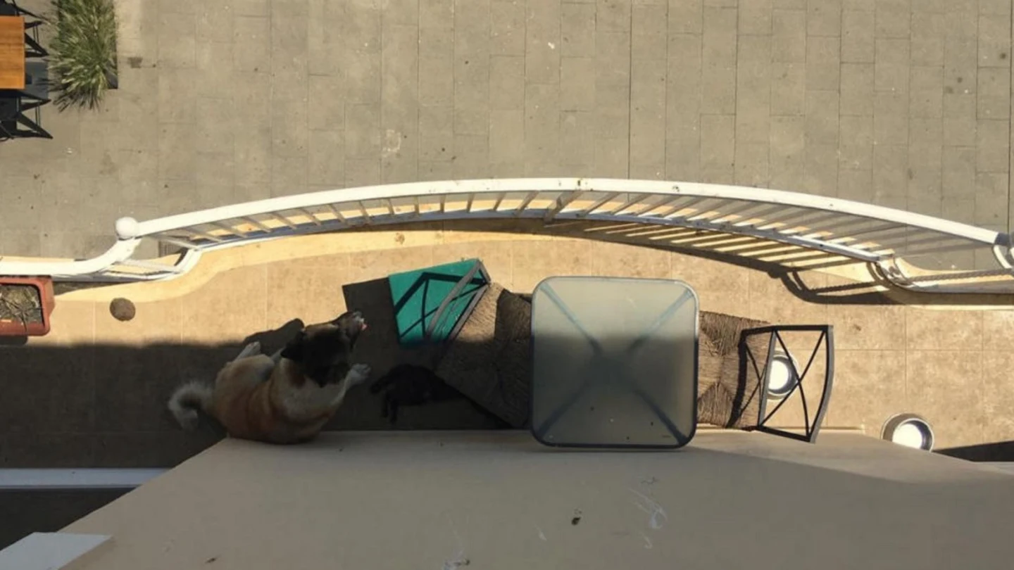 Un perro y un gato abandonados en un balcón de Blanes Un perro y un gato abandonados en un balcón de Blanes.