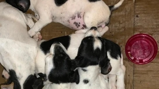 Camada de cachorros abandonados Camada de cachorros abandonados