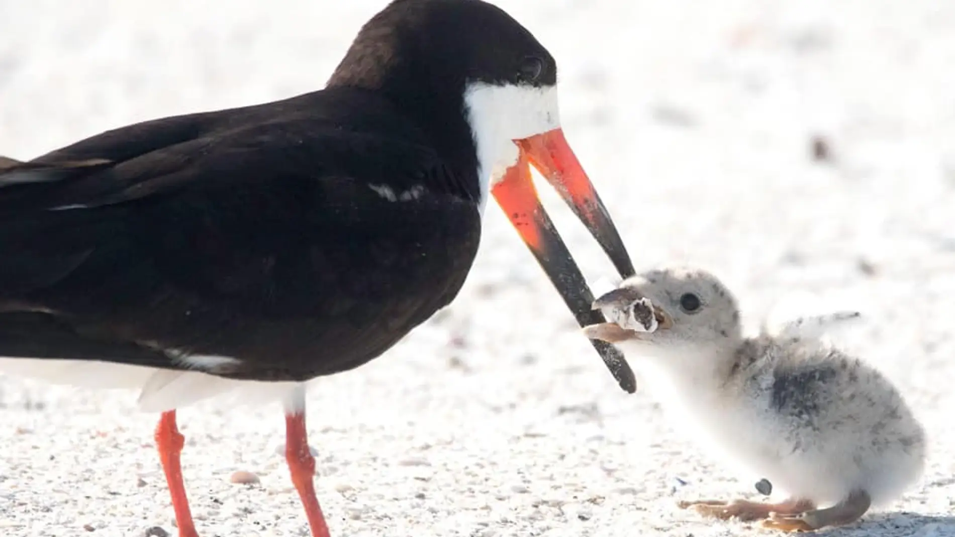 Imagen captada en una playa de Florida de un ave alimentando a su cría con una colilla de cigarro.