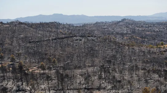 Vista del terreno calcinado este sábado tras el paso del incendio forestal de Tarragona Vista del terreno calcinado este sábado tras el paso del incendio forestal de Tarragona