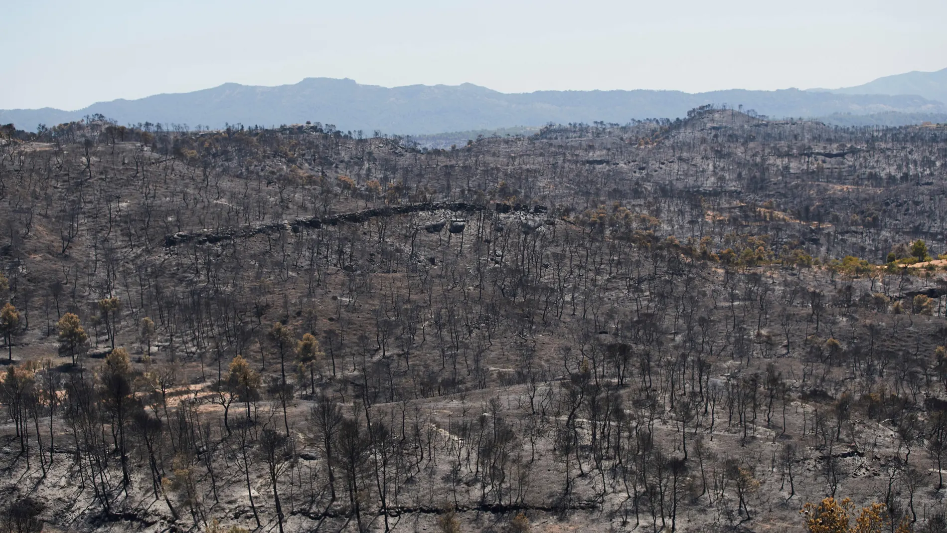 Vista del terreno calcinado este sábado tras el paso del incendio forestal de Tarragona