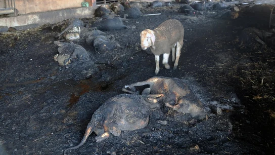 Animales arrasados por el incendio en Ribera d'Ebre Animales arrasados por el incendio en Ribera d'Ebre