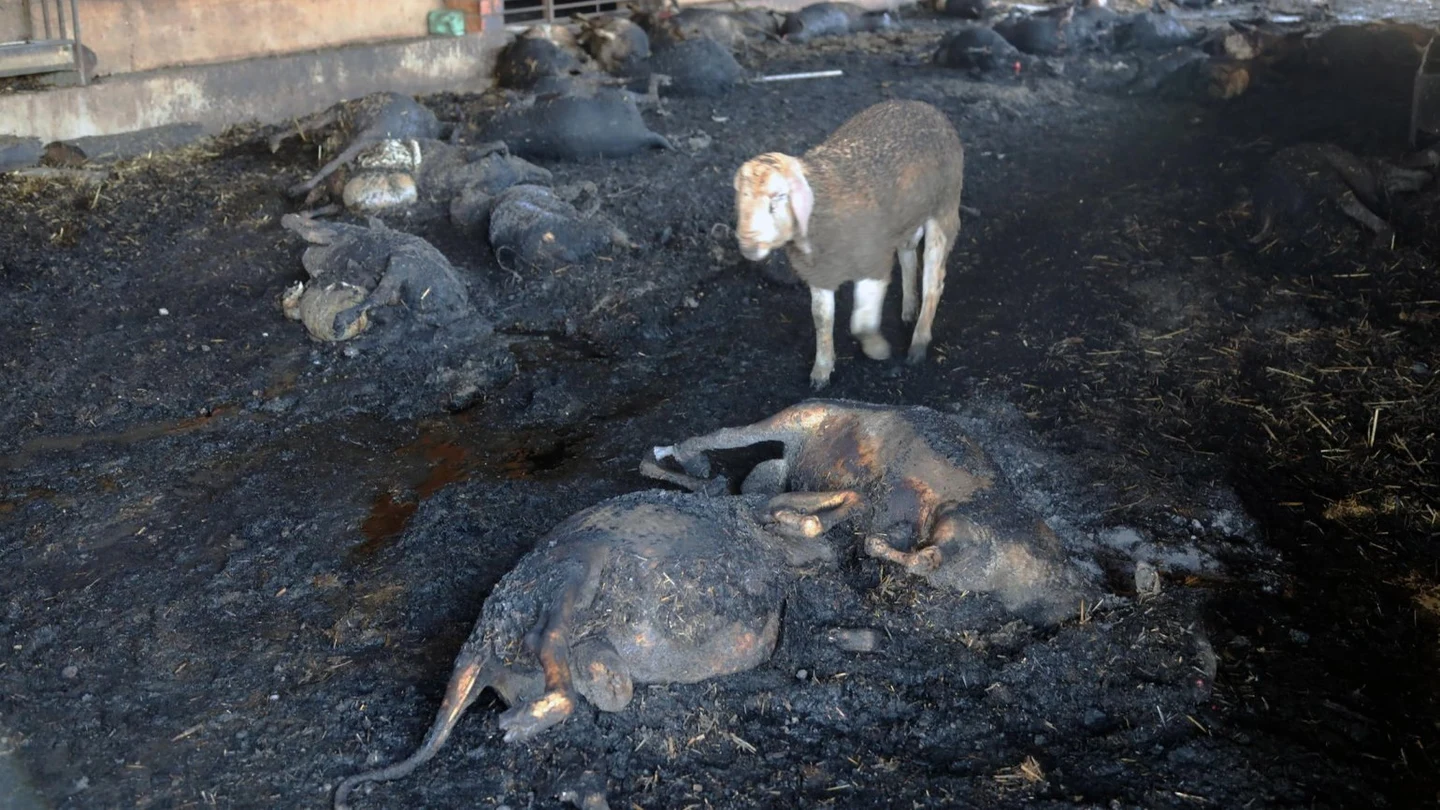 Animales arrasados por el incendio en Ribera d'Ebre Animales arrasados por el incendio en Ribera d'Ebre