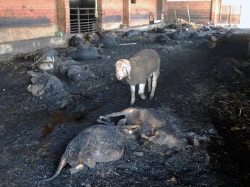 Animales arrasados por el incendio en Ribera d'Ebre Animales arrasados por el incendio en Ribera d'Ebre