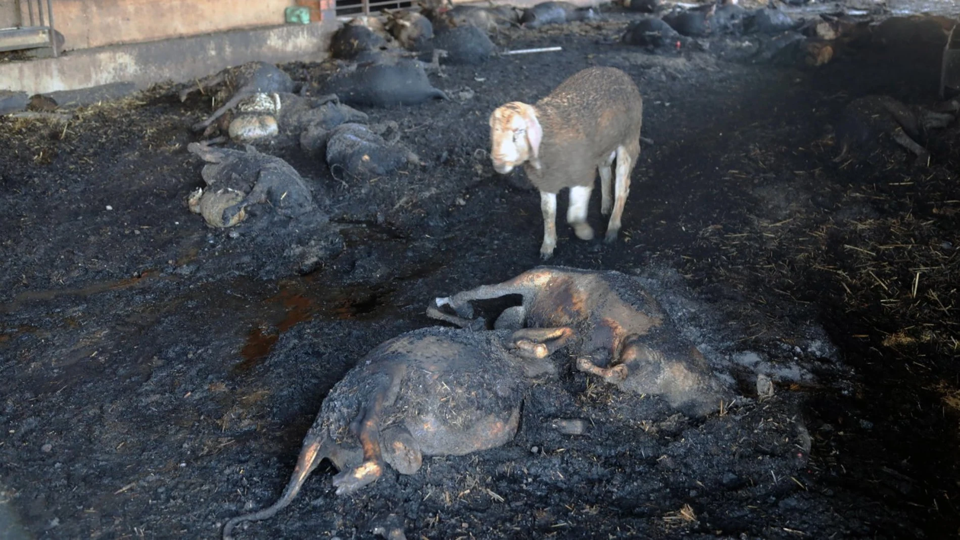 Animales arrasados por el incendio en Ribera d'Ebre