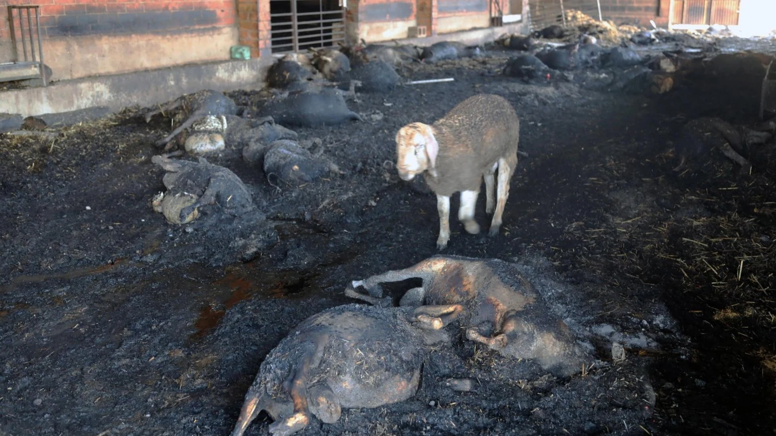 Animales arrasados por el incendio en Ribera d'Ebre