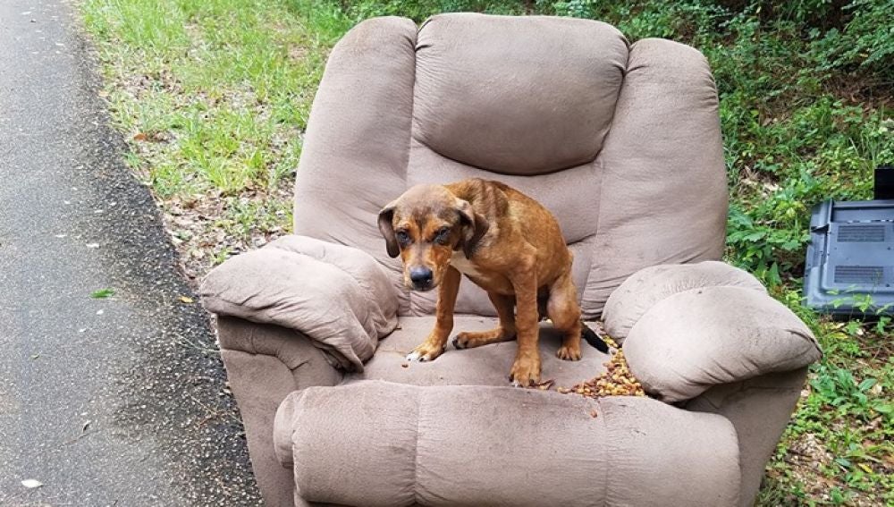 Un Perro Abandonado En Mitad De La Carretera Espera Durante Dias A Que Sus Duenos Vuelvan En Su Busqueda