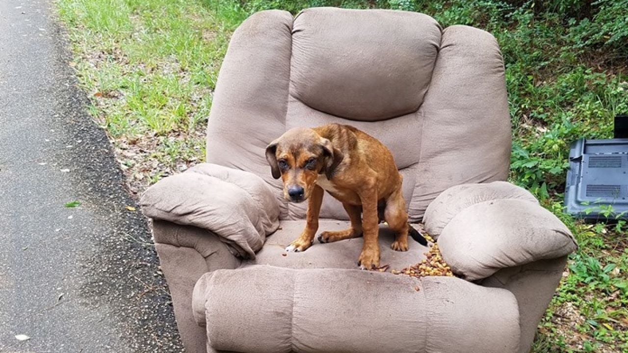 Un Perro Abandonado En Mitad De La Carretera Espera Durante Dias A Que Sus Duenos Vuelvan En Su Busqueda