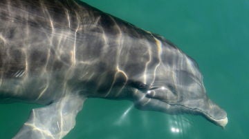 Imagen de un delfín nadando en la superficie del agua.