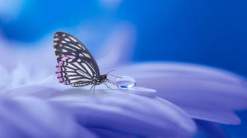 La cámara del iPhone es capaz de reconocer cualquier insecto