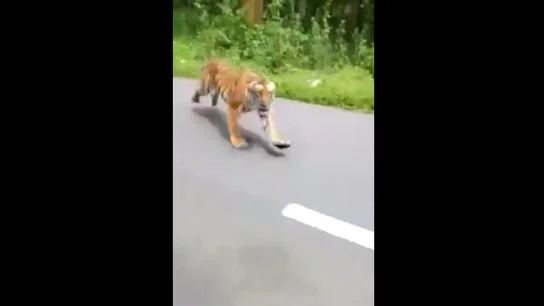 El tigre que persiguió a dos motoristas en India El tigre que persiguió a dos motoristas en India