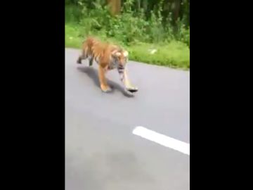 El tigre que persiguió a dos motoristas en India El tigre que persiguió a dos motoristas en India