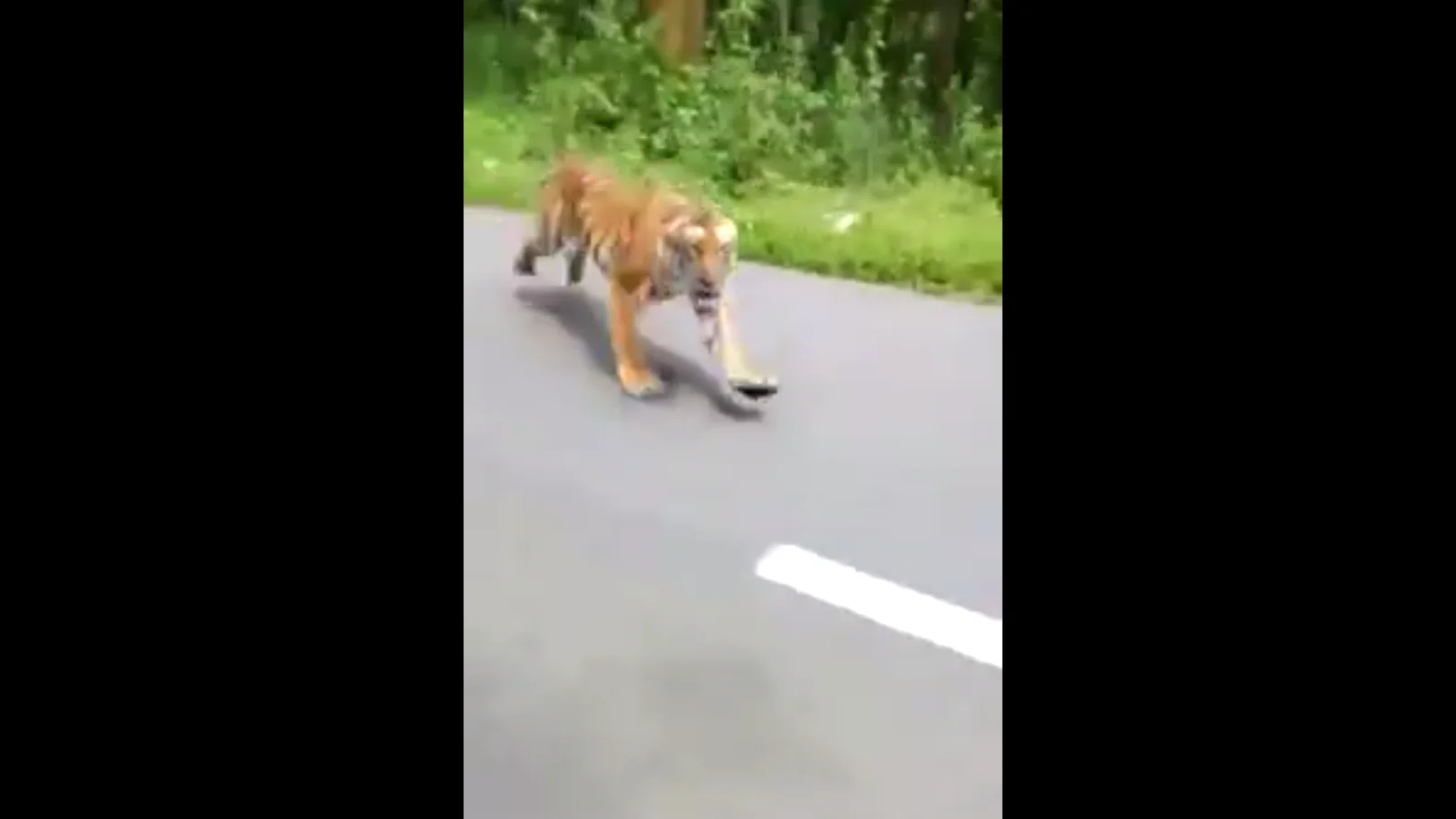 El tigre que persiguió a dos motoristas en India