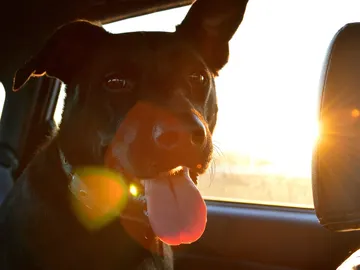 Perro en el interior de un coche Perro en el interior de un coche